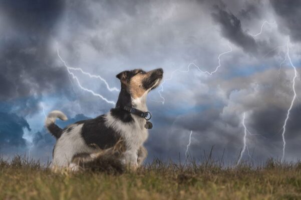 Calm Before the Storm: How to Prepare Your Dog for Inclement Weather